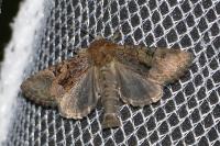 Oligia