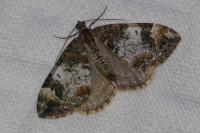 Dysstroma citrata/truncata