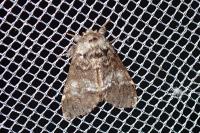 Drymonia dodonaea