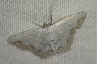 Scopula ornata