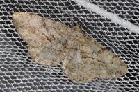 Peribatodes rhomboidaria rhomboidaria
