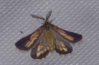 Bupalus piniaria
