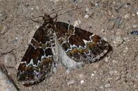 Electrophaes corylata