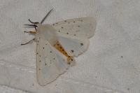 Spilosoma lubricipeda