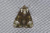 Craniophora ligustri