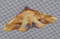 Plagodis dolabraria