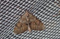 Thera britannica/variata