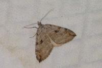 Aplocera efformata/plagiata