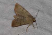 Charanyca trigrammica