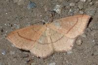 Cyclophora linearia