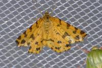 Pseudopanthera macularia