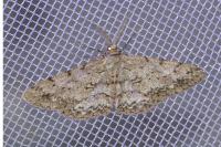 Hypomecis punctinalis