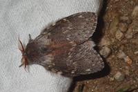 Stauropus fagi