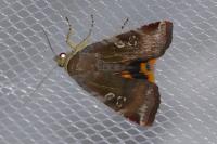 Noctua janthe/janthina