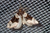 Cosmorhoe ocellata