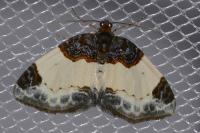 Mesoleuca albicillata