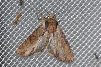 Apamea crenata