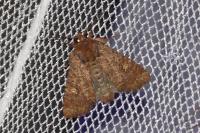 Mesapamea secalella/secalis
