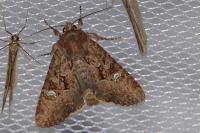 Mesapamea secalella/secalis