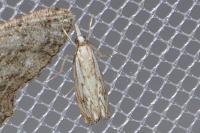 Catoptria falsella