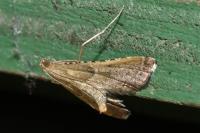 Endotricha flammealis
