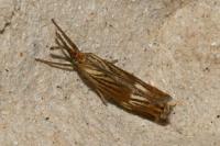 Chrysocrambus linetella