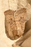 Hoplodrina octogenaria