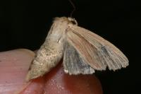 Mythimna impura