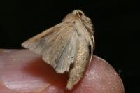 Mythimna impura
