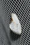 Cilix glaucata