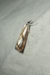 Catoptria gr. permutatellus