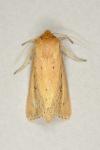 Globia sparganii