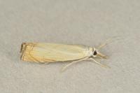 Chrysoteuchia culmella