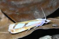 Catoptria gr. permutatellus