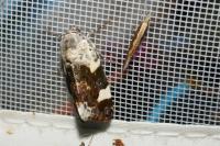 Acontia lucida