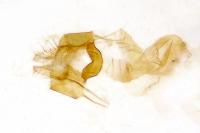 Caradrina proxima