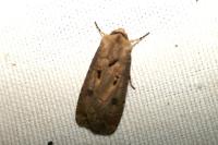 Agrotis exclamationis exclamationis