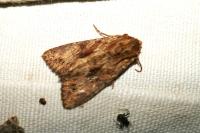 Apamea monoglypha monoglypha