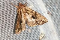 Apamea monoglypha monoglypha