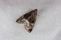 Deltote pygarga