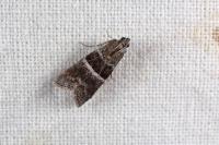 Elegia atrifasciella