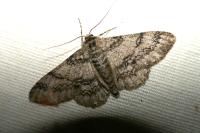 Ascotis selenaria
