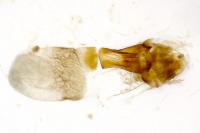 Elegia atrifasciella