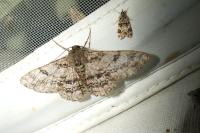 Ascotis selenaria