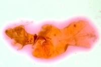Hoplodrina ambigua