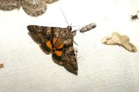 Catocala nymphagoga