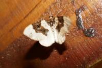 Cosmorhoe ocellata