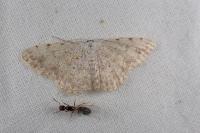 Scopula submutata roseonitens
