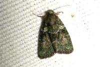 Cryphia algae/pallida/ochsi
