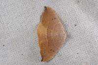 Watsonalla uncinula